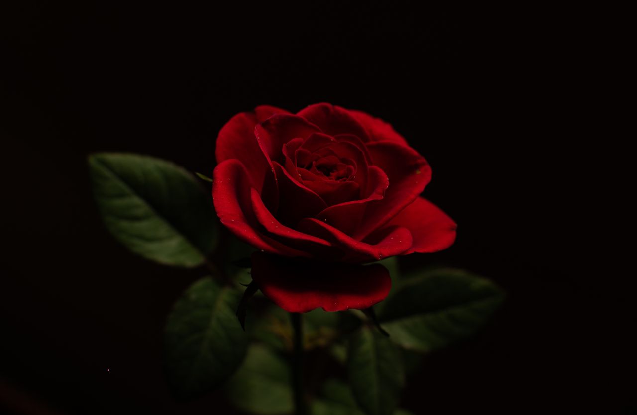 The Worth of a Virtuous Wife